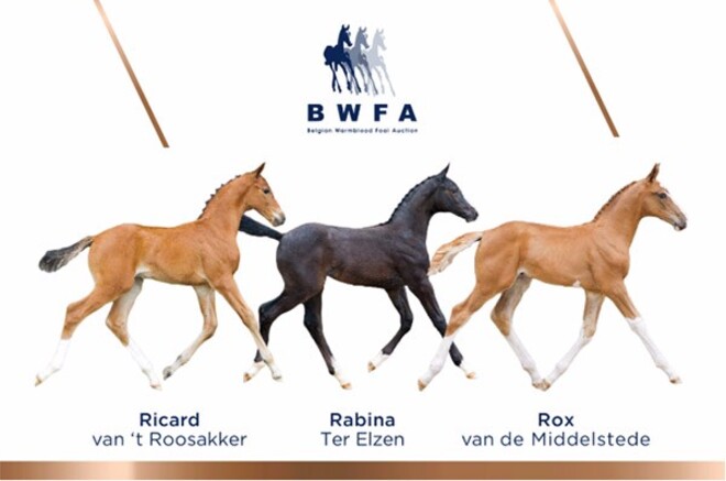 BWFA VEILING - TOPSPORT BINNEN HANDBEREIK