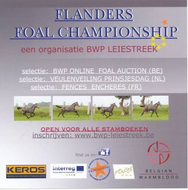 Flanders Foal Championship