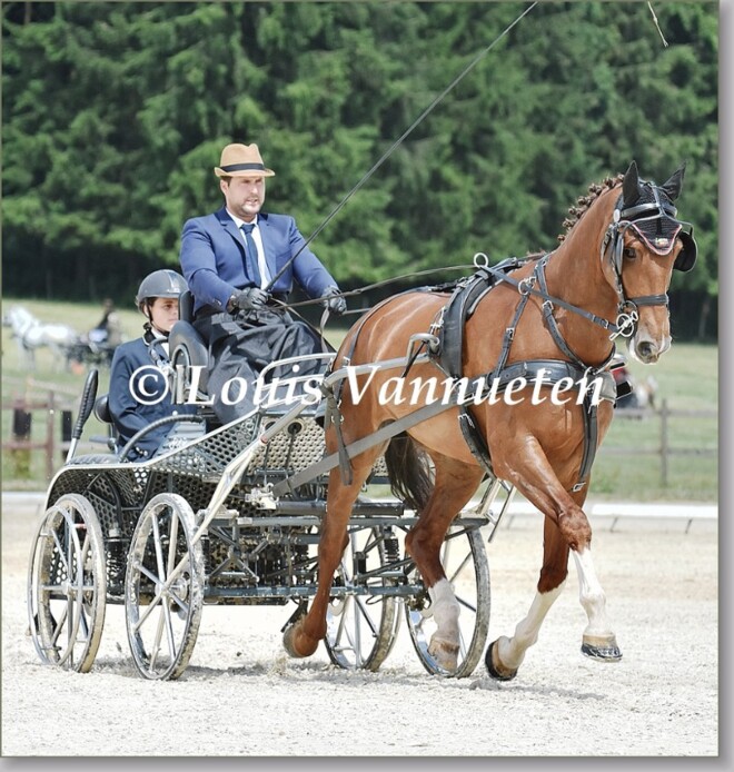 Hatrival, foto's dressuur