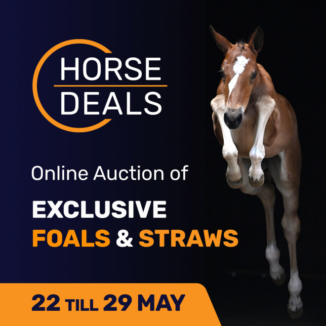 Uitzonderlijke veulens in de May Deals collectie van HorseDeals!