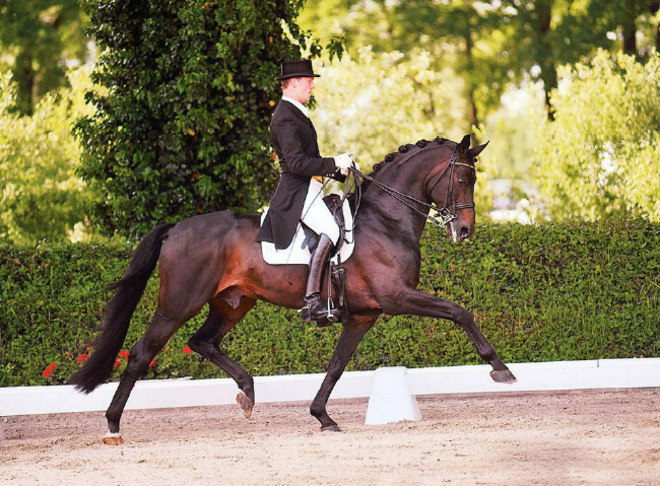 Paarden-KI Service