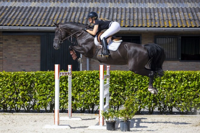 Harrera sluit september-veiling Youhorse.auction af met 40.000 euro