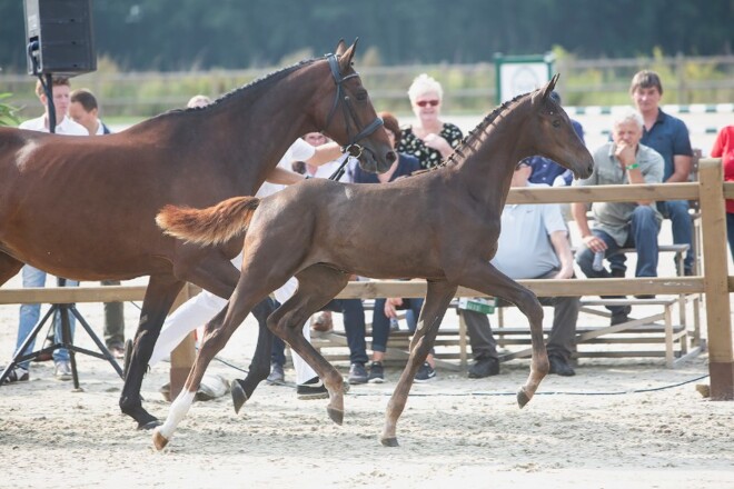 Borculo dag 2: spectaculaire veilingtopper