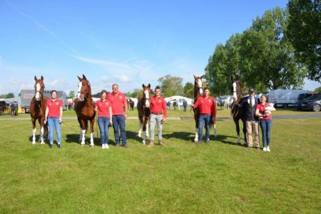 Windsor, Belgische paarden fit to compete