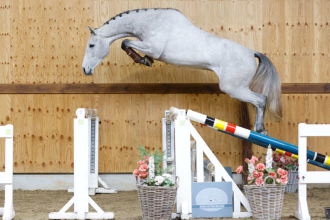 Horse Auction Belgium: een vertrouwde partner voor zowel professionelen als amateurs wereldwijd !