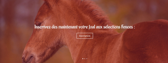 Fences: extra veulenselectiedag in Moerzeke!