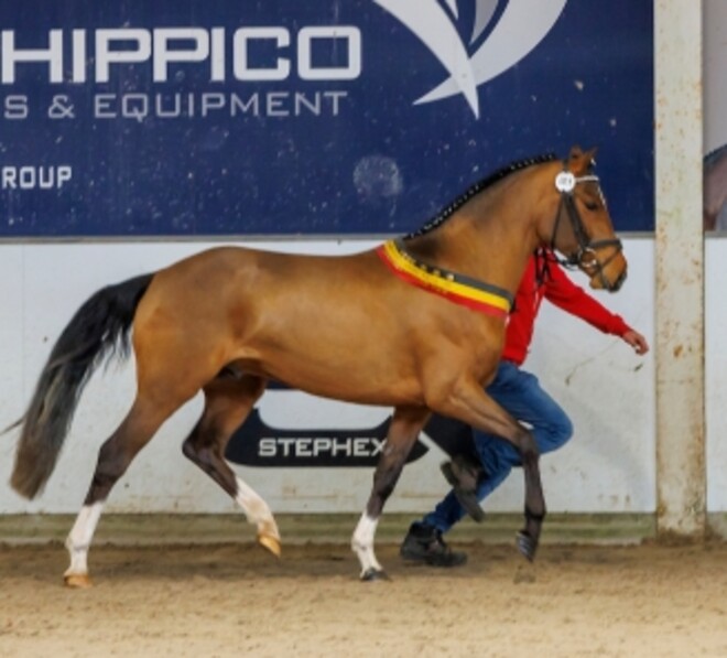 3 ponyhengsten goedgekeurd voor de BRp-dekdienst