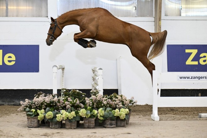 L’As de Ceran is absolute blikvanger tijdens Zangersheide Young Horse Auction