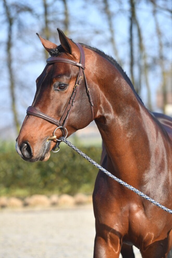 Corydon van T&L beschikbaar met vers sperma!