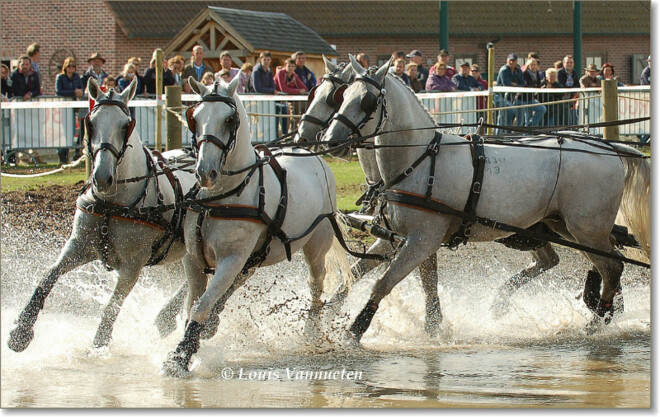 Geerts en Van Den Ouweland delen Lipizzaners