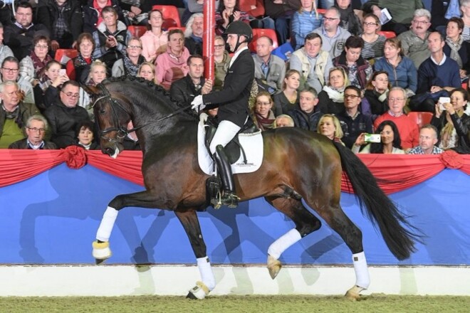 Interessant dressuurbloed voor België!