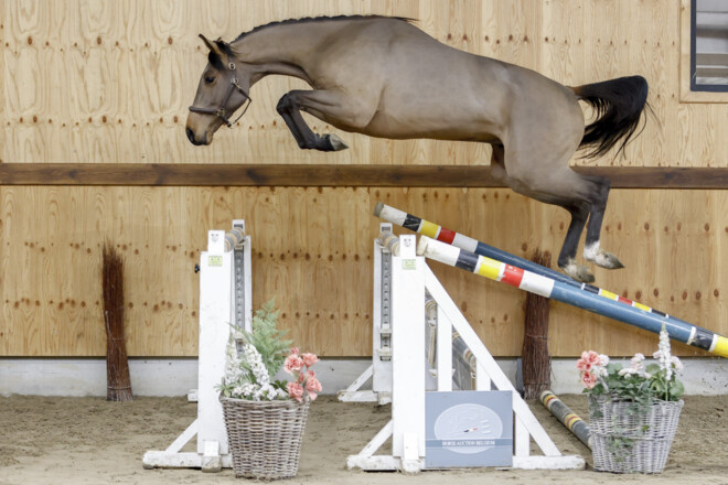 Maandag is weer een succesvolle veiling van Horse Auction Belgium afgelopen