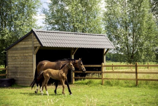 De Sutter Naturally: Bescherm je paarden tegen de hitte