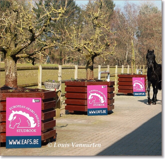 Goedkeuring voor vier Arabo-Friese hengsten