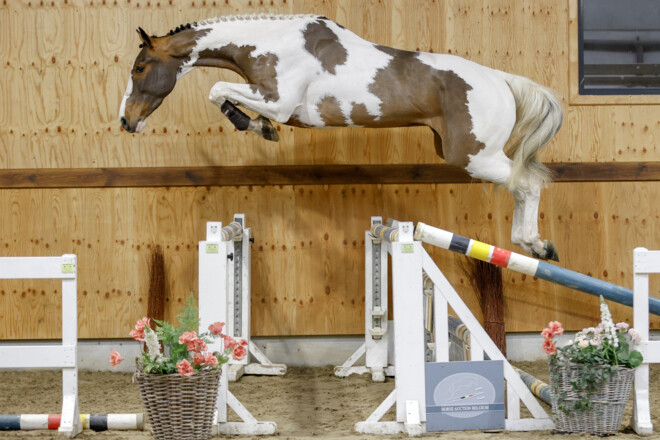 Nieuwe collectie Horse Auction Belgium staat online!
