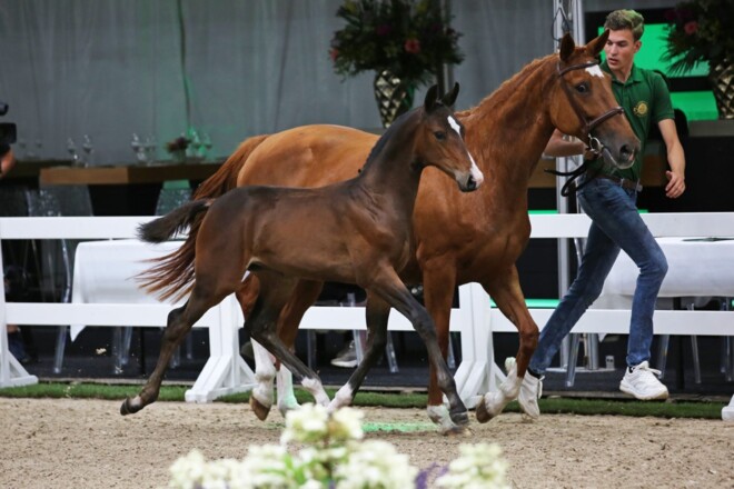Flanders Foal Auction start veilingseizoen met ruim 24.000 euro gemiddeld