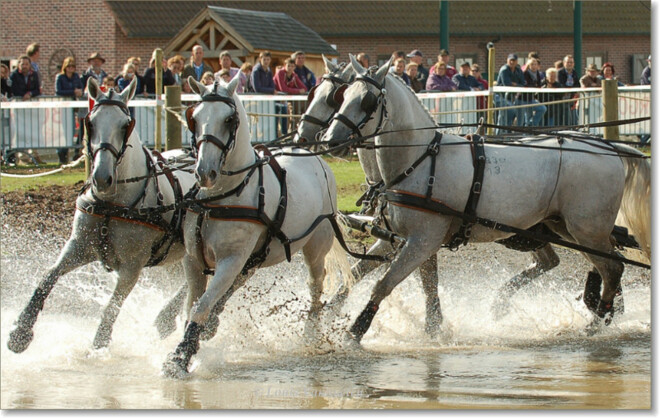 Glenn Geerts probeert Lipizzaners