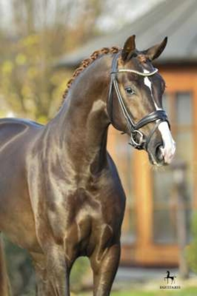 Paarden-KI Service: beste hengsten & service