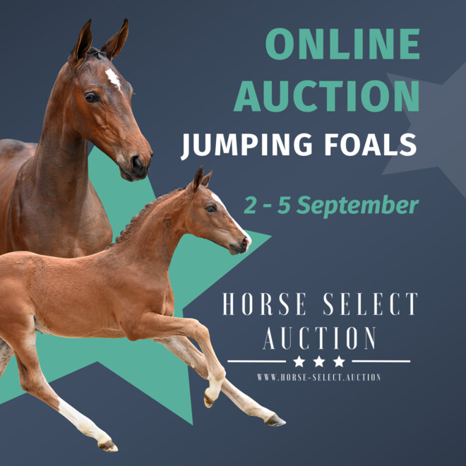 Laatste dag om te bieden bij Horse Select Auction!