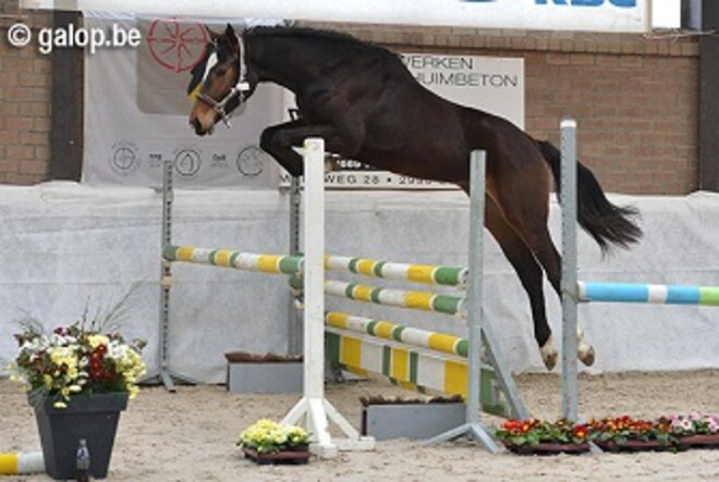 Emerald-dochter wint vrijspringen BWP gewest Hoogstraten