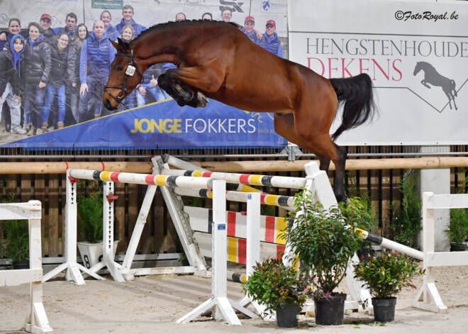 Nakomelingen van Calief Topfok, Grand Slam VDL, Q-Chacco Blue van Essene en Orak D'Hamwyck leveren de winnaars op het vrijspringen van de Jonge Fokkers.
