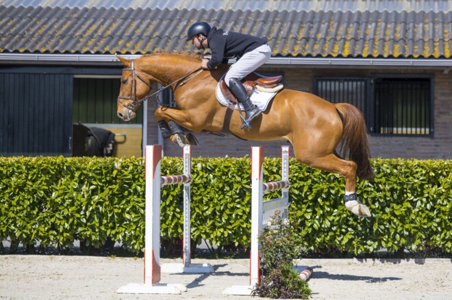 Lentecollectie Youhorse.auction kent eerste geslaagde koopavond