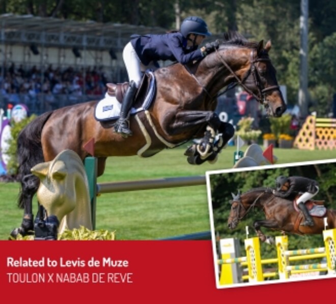 BWP Embryo Auction: online biedingen van start