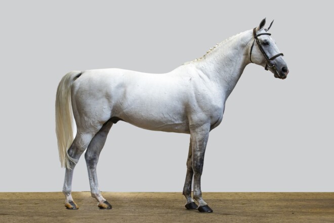 Tweemaal 45.000 euro op jubileumeditie Youhorse.auction