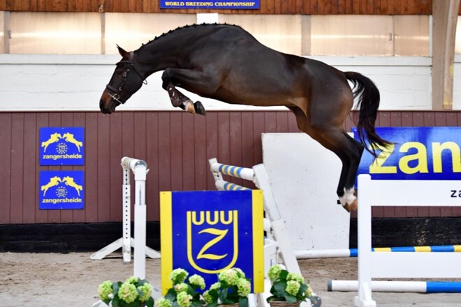 38.500 euro voor veilingtopper Zangersheide!