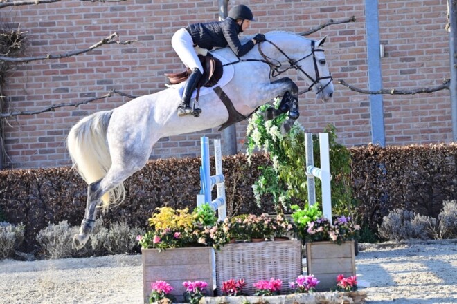 SLF Horse Auctions: mis uw kans niet!