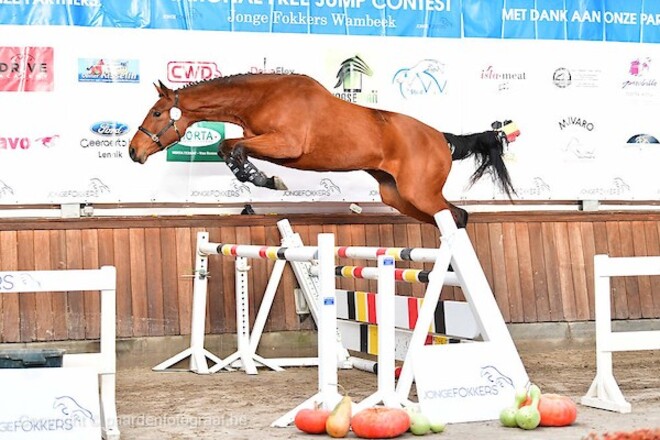 National Free Jump Contest: 2x Zangersheide
