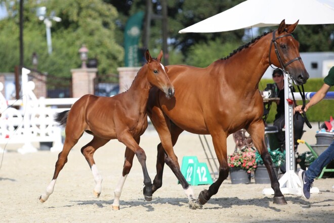 Holger Hetzel over Flanders Foal Auction: “Veulens maken mensen gek”