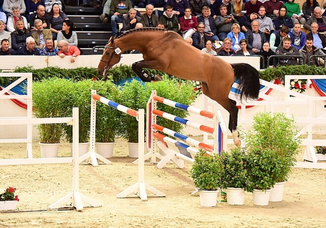 Holsteiner Verband shopt bij Haras de la Vie