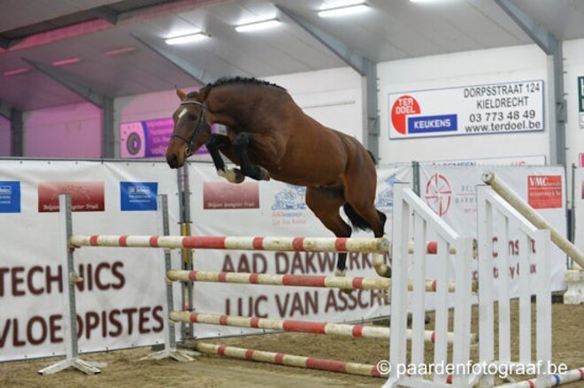 232 inschrijvingen Belgian Youngster Trials