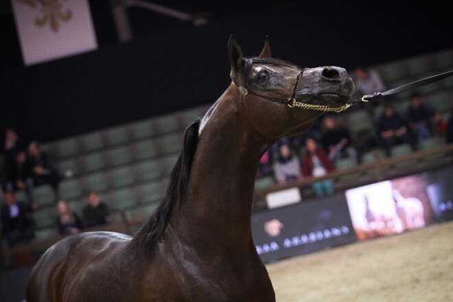 Succesvol EK voor Arabische Volbloedpaarden