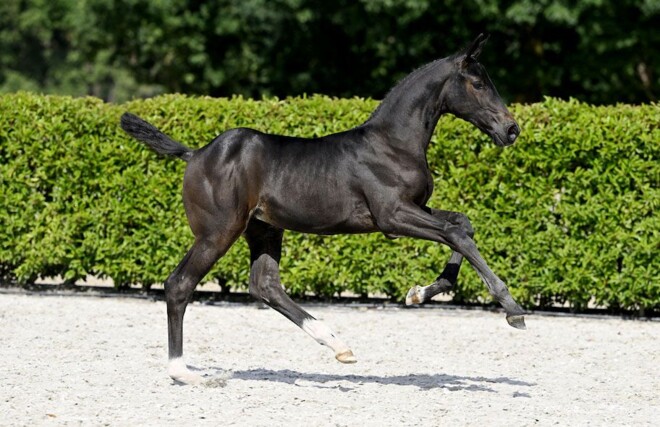 Ruim 50.000 euro voor Celeris 2000 Z tijdens tweede Stud 2000 Online Auction!