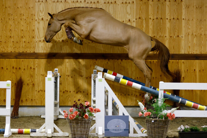 Horse Auction Belgium is klaar voor 'New Years' veiling!