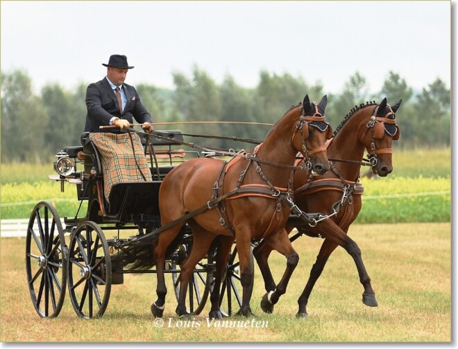 Gerard Leijten traint Belgische ponymenners
