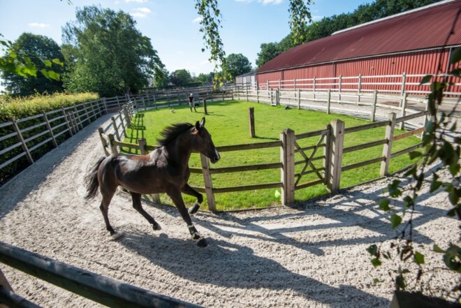 Stateside Farm zoekt werknemer voor fokkerij