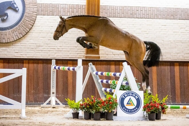 Trigon Auctions sluit 2021 in stijl af!