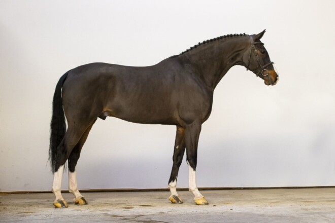 Youhorse.auction paarden over de hele wereld