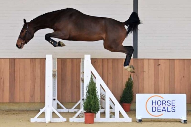 Uitmuntende jonge paarden in November Deals