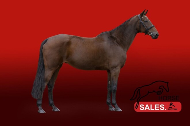 HorseSales.Auction gaat voor topprijzen!