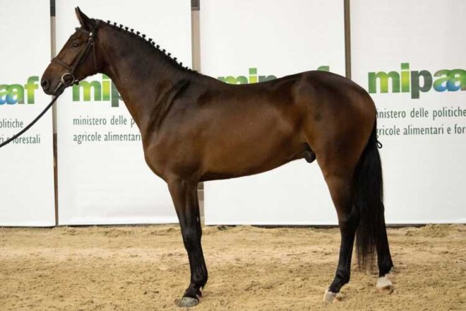 Geslaagde eerste editie van "Verona Auction"