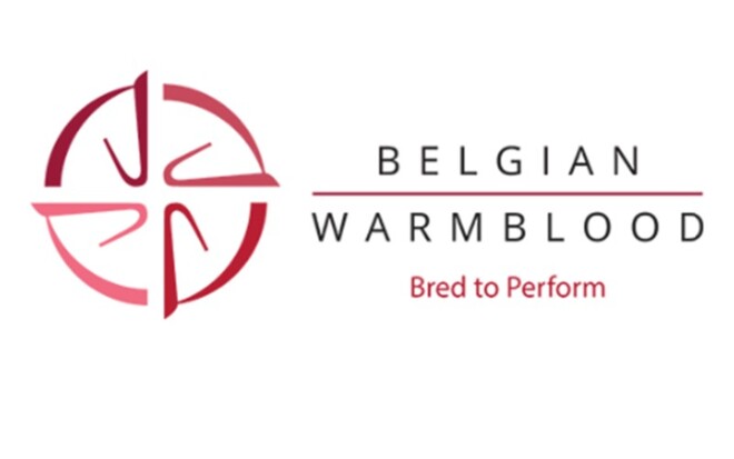 De nieuwe BWP Elitehengsten