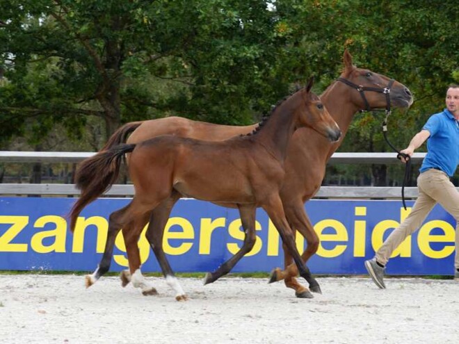 Zangersheide Quality Auction breekt eigen veilingrecord