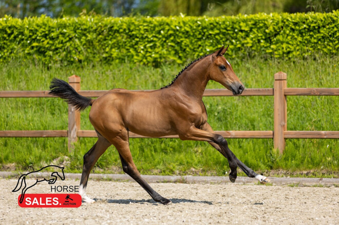 Tweede veiling HorseSales: topper €50.000 een groot succes