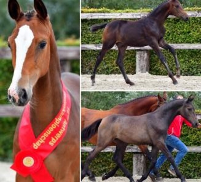 BWP Online Foal Auction: laatste uren lot 1!