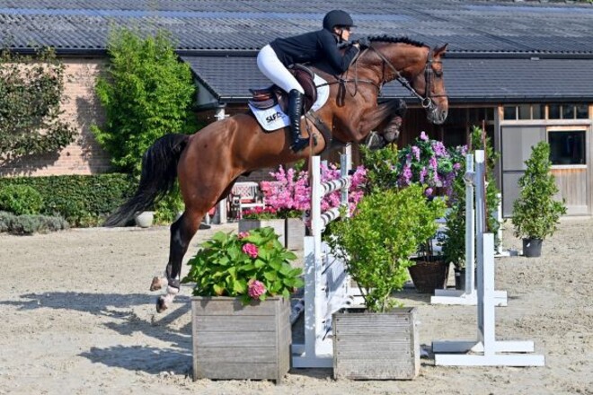 SLF Horse Auctions: Paarden om te laten zien