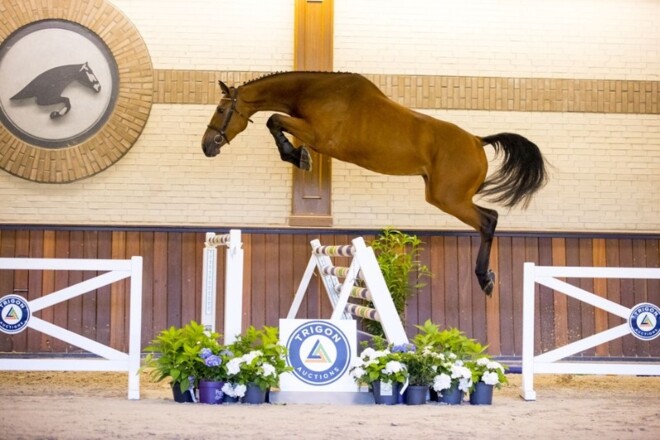 Trigon Auctions verkoopt de duurste naar VS!